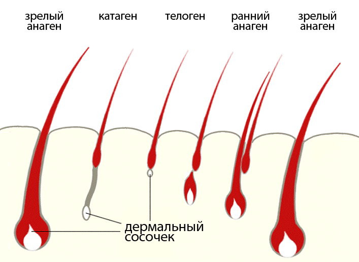 Fases de crecimiento del cabello